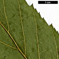 SpeciesSub: subsp. glabrata